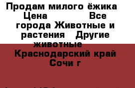 Продам милого ёжика › Цена ­ 10 000 - Все города Животные и растения » Другие животные   . Краснодарский край,Сочи г.